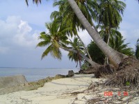 Мальдивские пальмы